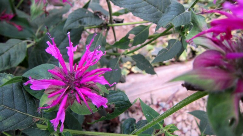 Purple Bee Balm Flower
