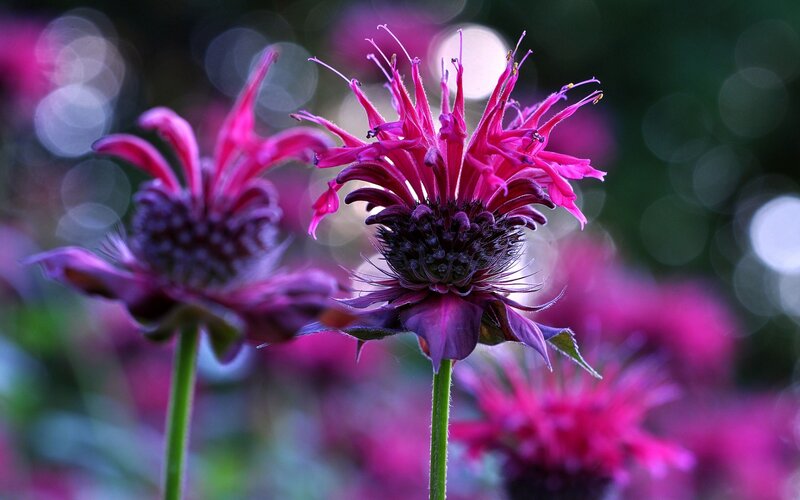 Purple Bee Balm Flowers — Serene