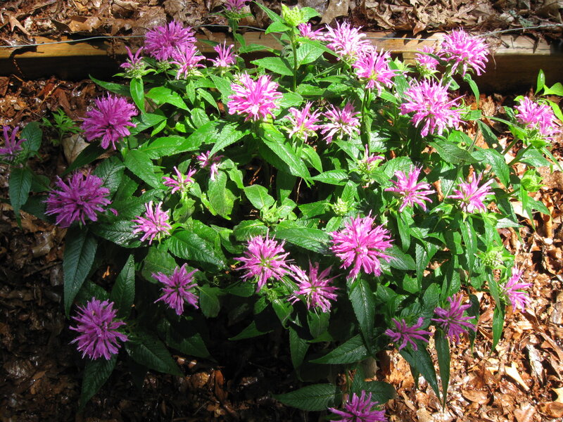 Purple Bee Balm Flowers