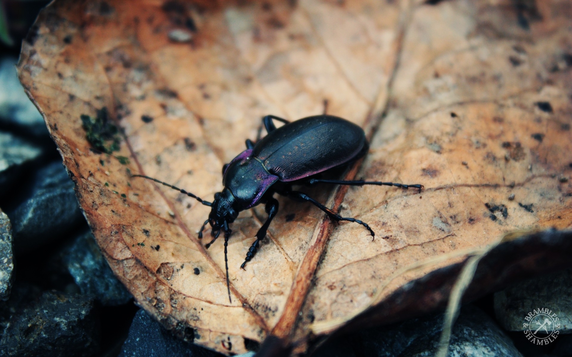 purple beetle on a leaf