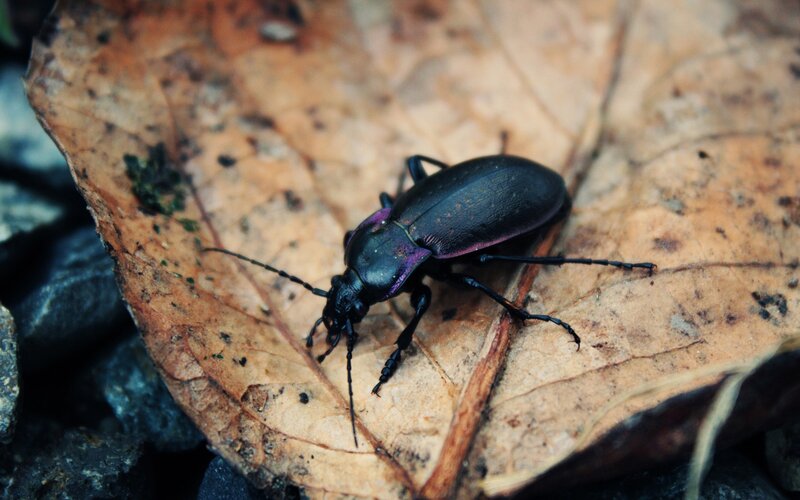 Purple Beetle on Leaf