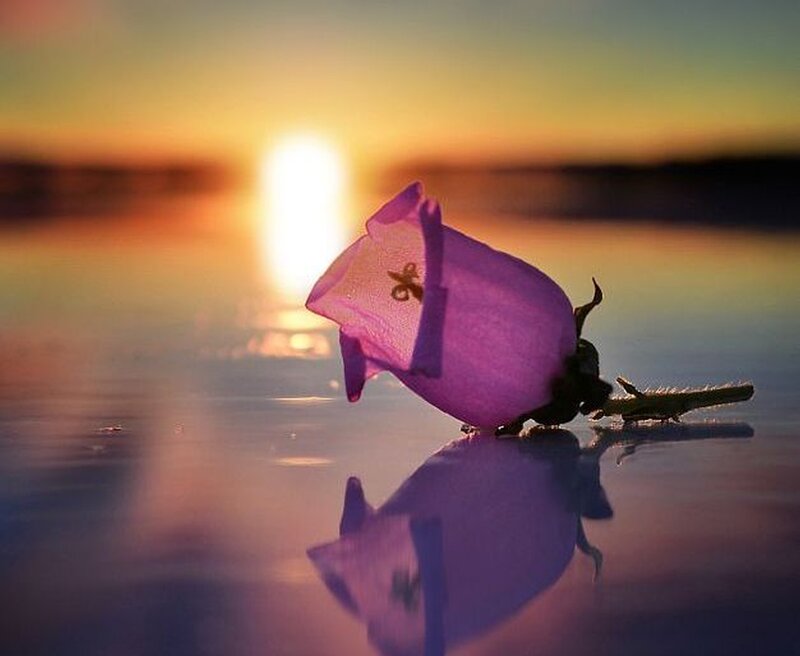 Purple Bell Flower — Serene