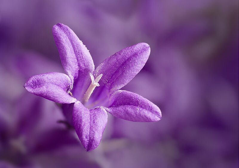 Purple Bell Flower