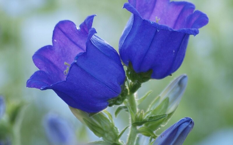 Purple Bell Flowers — Blue, Calm