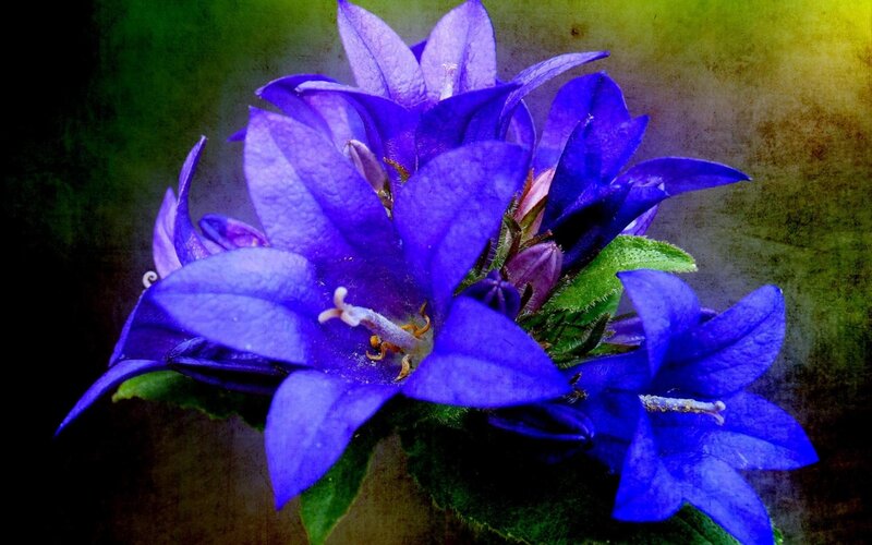 Purple Bell Flowers — Blue, Dramatic