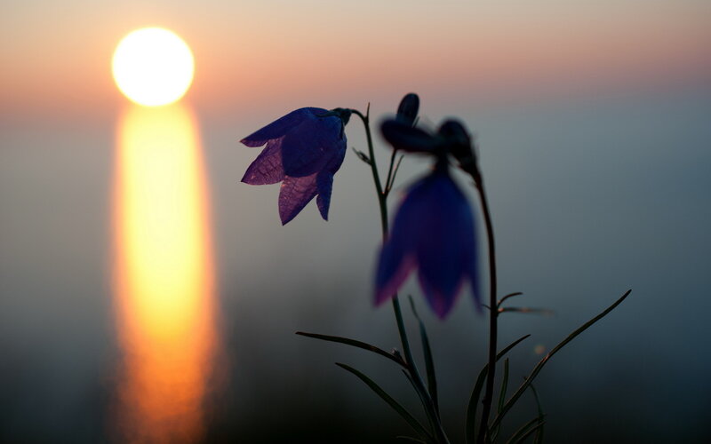Purple Bell Flowers — Blue, Serene, Sunset