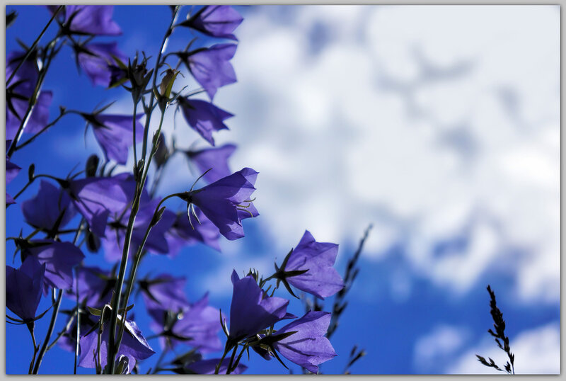 Purple Bell Flowers — Blue, Serene