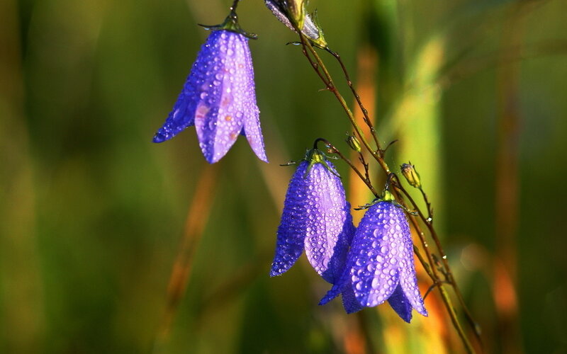 Purple Bell Flowers — Blue