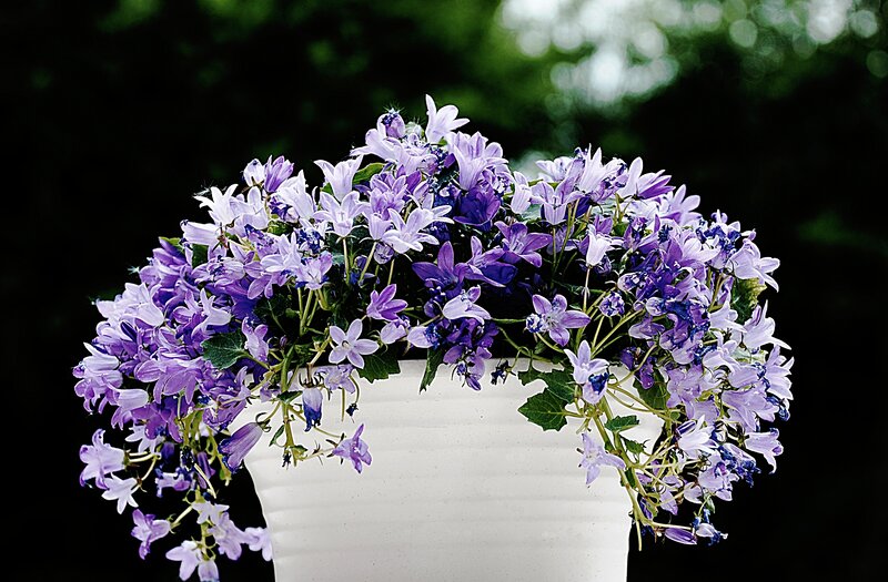 Purple Bell Flowers — Calm, Afternoon