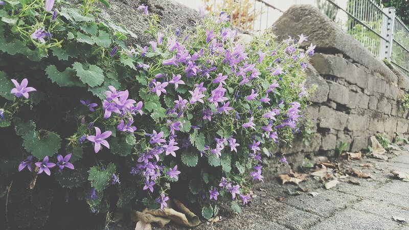 Purple Bell Flowers — Calm, Autumn