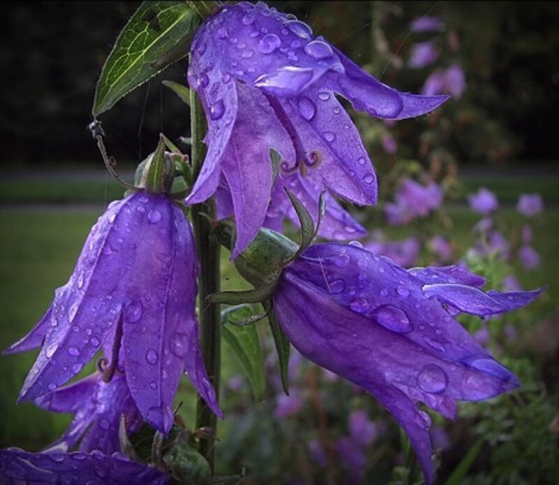 Purple Bell Flowers — Calm, Morning