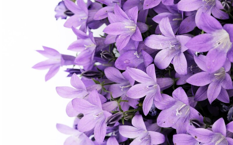 Purple Bell Flowers — Calm, Photograph, Bloom