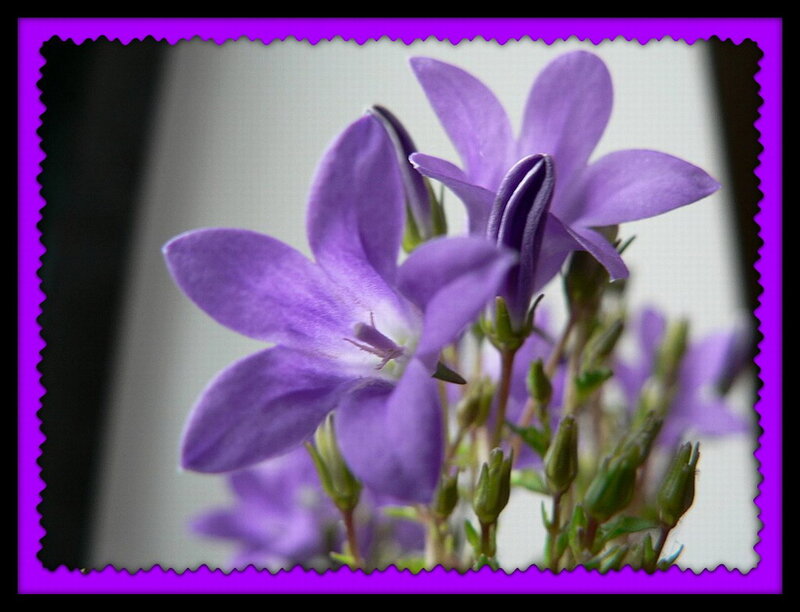 Purple Bell Flowers — Calm, Photograph, Buds