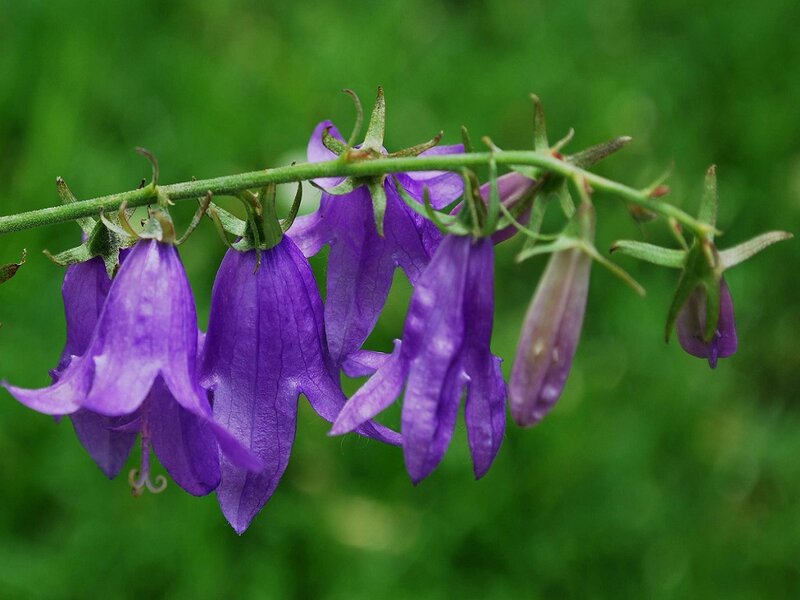 Purple Bell Flowers — Calm, Photograph, Flower
