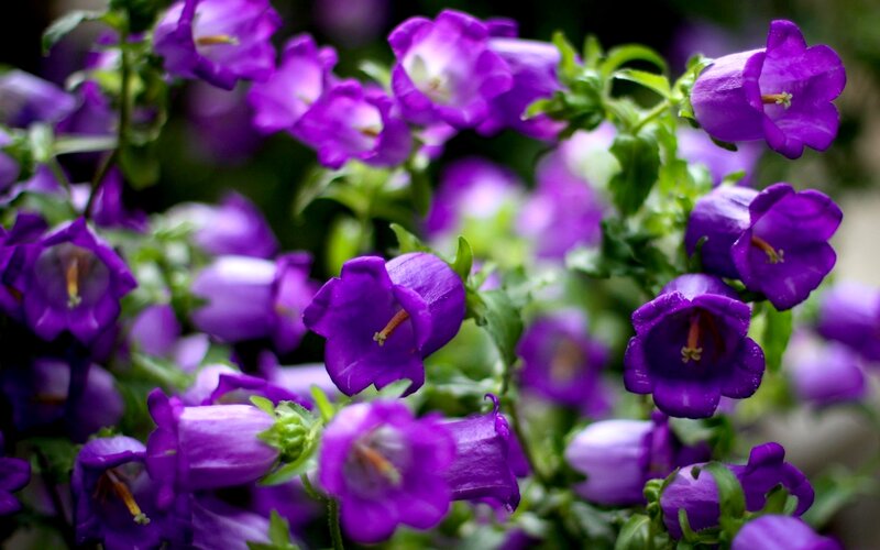 Purple Bell Flowers — Calm, Photograph, Green Leaves, Buds