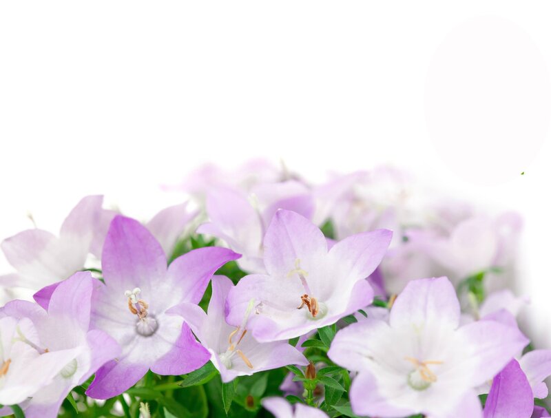 Purple Bell Flowers — Calm, Photograph, Green Leaves
