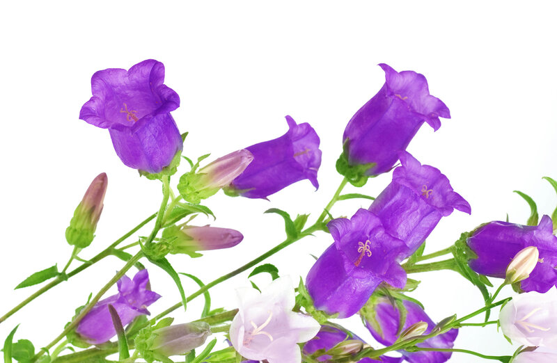 Purple Bell Flowers — Calm, Photograph, Green Stems, Buds