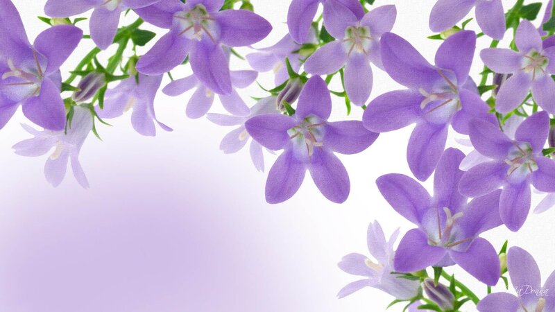 Purple Bell Flowers — Calm, Photograph, Green Stems, White Background