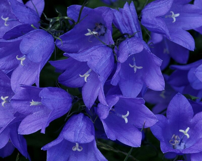 Purple Bell Flowers — Calm, Photograph, Stems, Leaves, Green