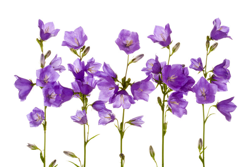 Purple Bell Flowers — Calm, Photograph, Stems
