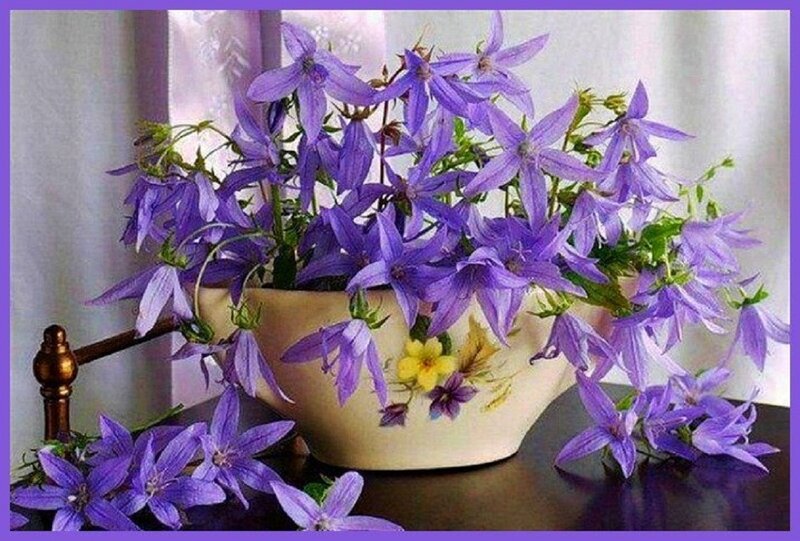 Purple Bell Flowers — Calm, Photograph, Vase