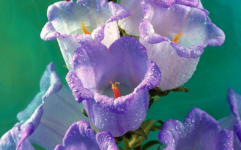 Purple Bell Flowers — Calm, Photograph, Water Droplets