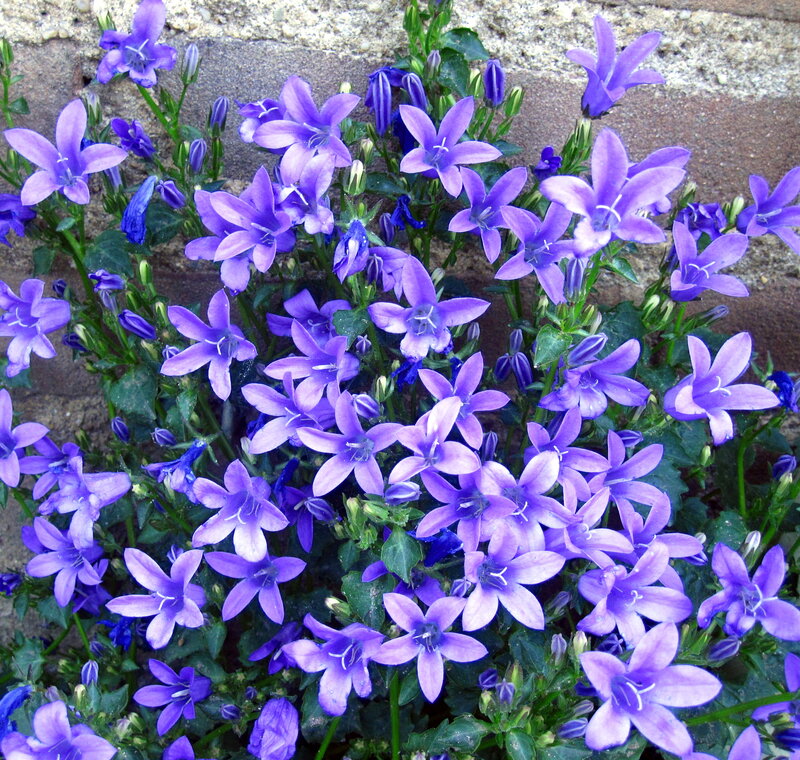 Purple Bell Flowers — Calm, Spring, Photograph, Green Leaves, Stone Wall