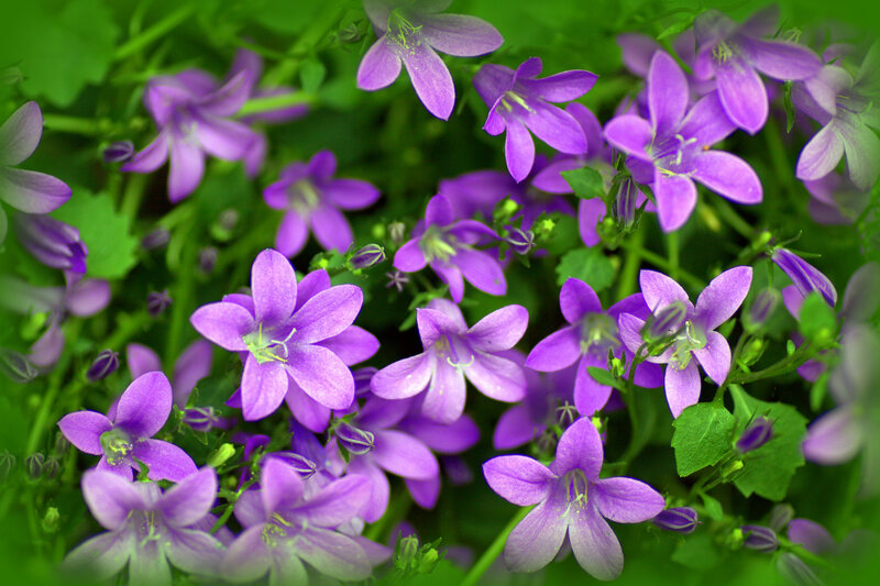 Purple Bell Flowers — Calm, Spring, Photograph, Green Leaves