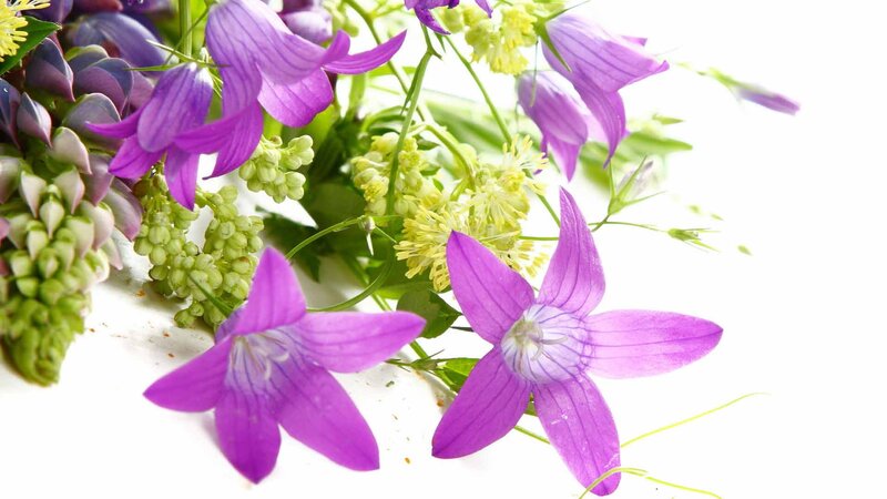 Purple Bell Flowers — Calm, Spring, Photograph