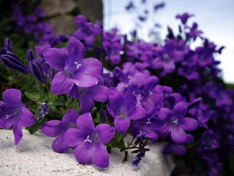 Purple Bell Flowers — Calm, Spring