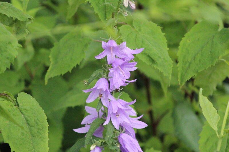 Purple Bell Flowers — Calm, Summer