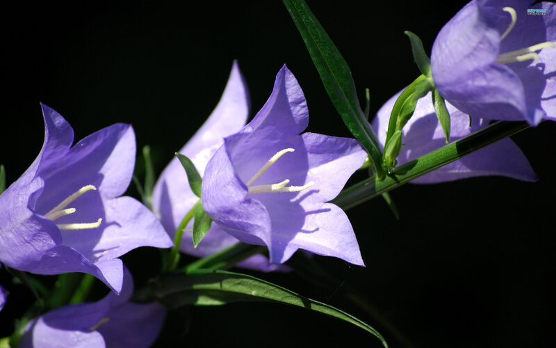 Purple Bell Flowers — Dramatic