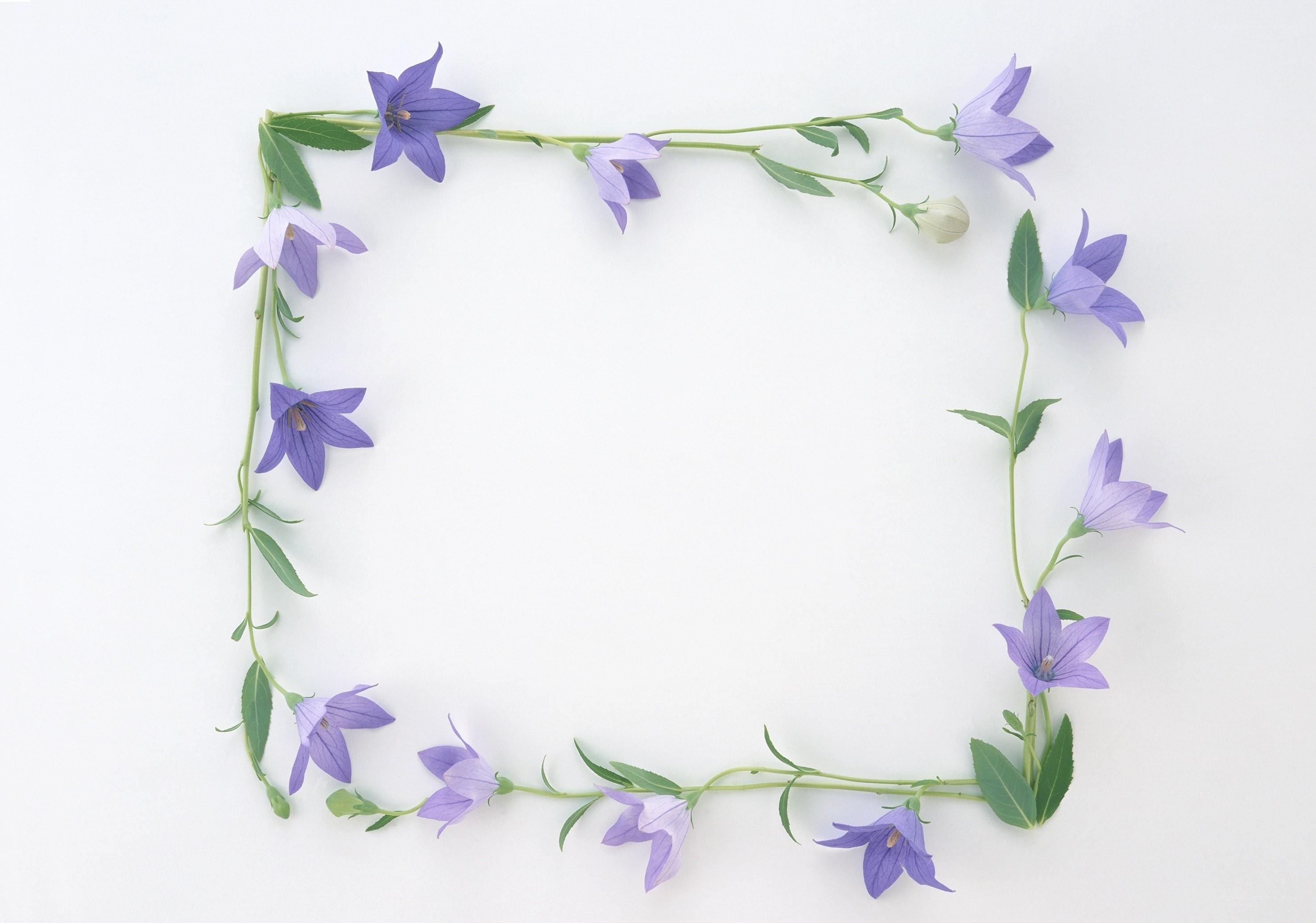 purple bell flowers frame