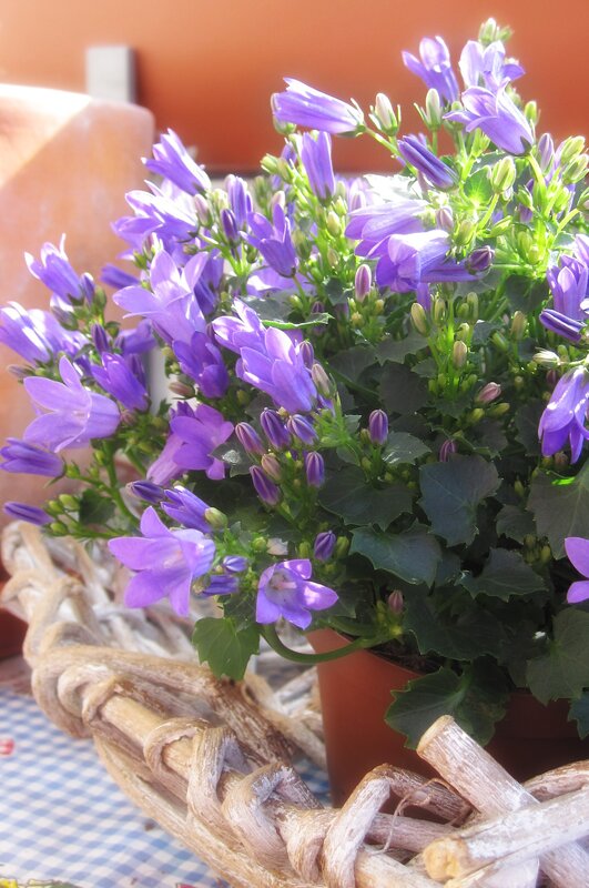 Purple bell flowers in a basket