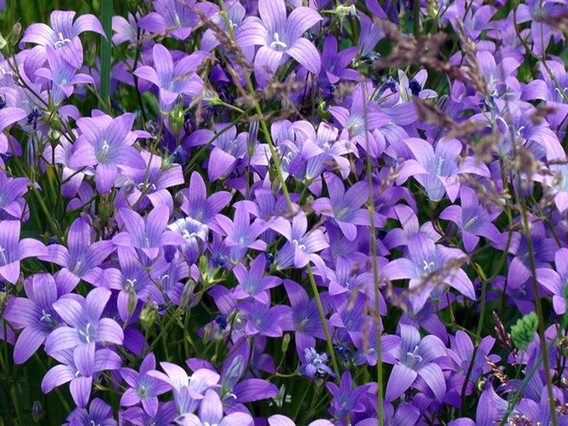 purple bell flowers in a field