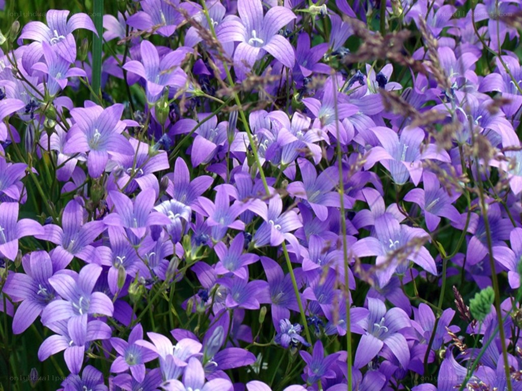 purple bell flowers in a field