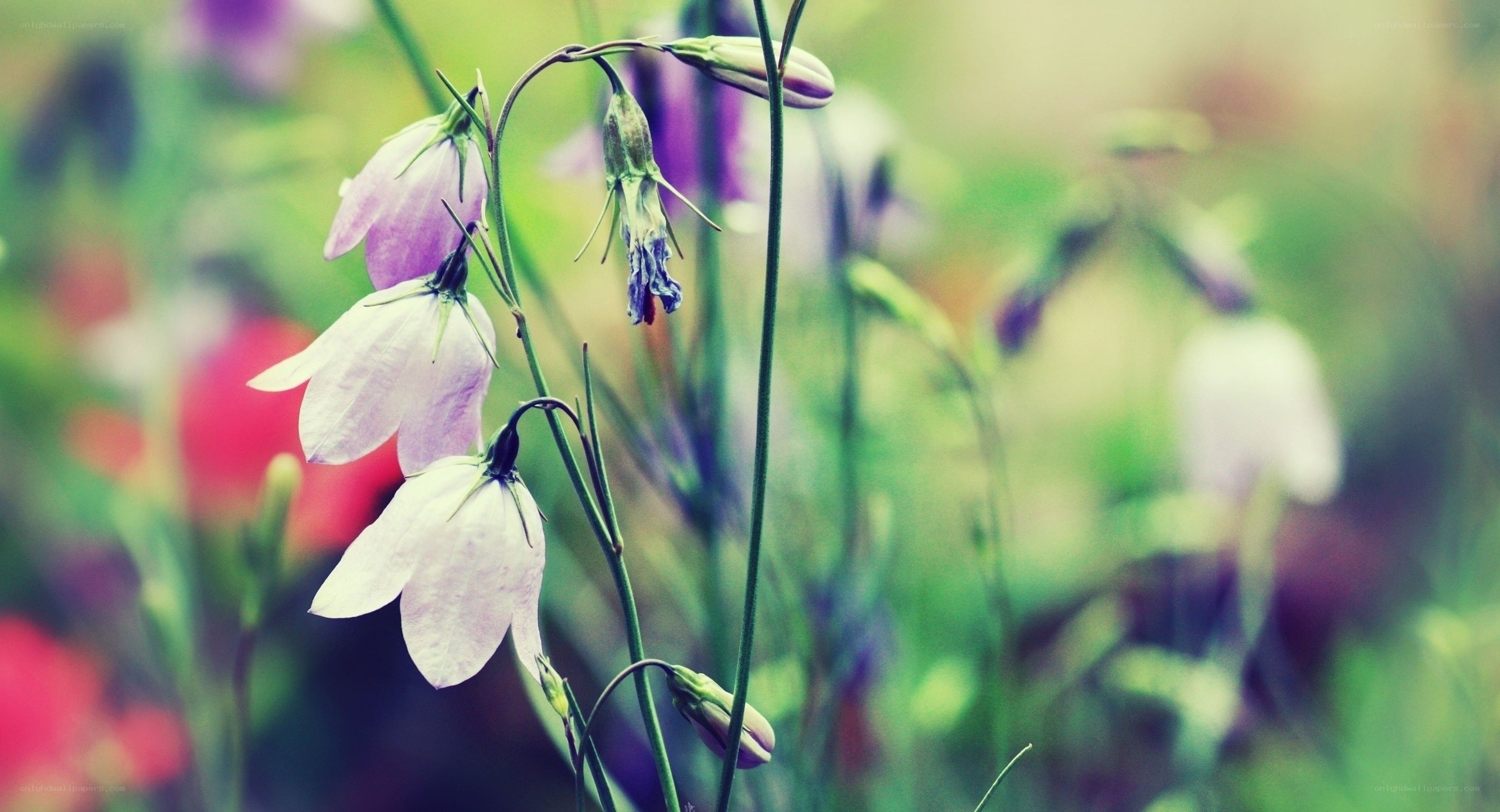 Purple bell flowers in a garden