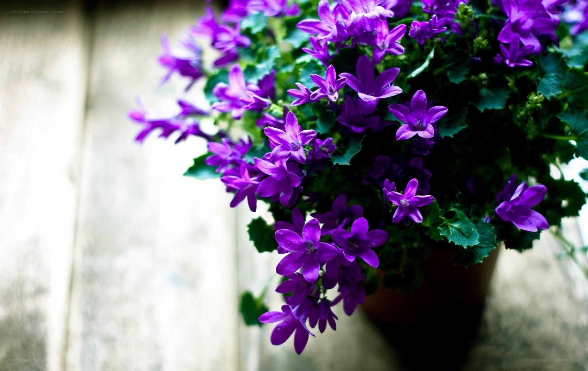 purple bell flowers in a pot