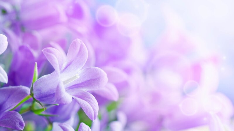 purple bell flowers in bloom