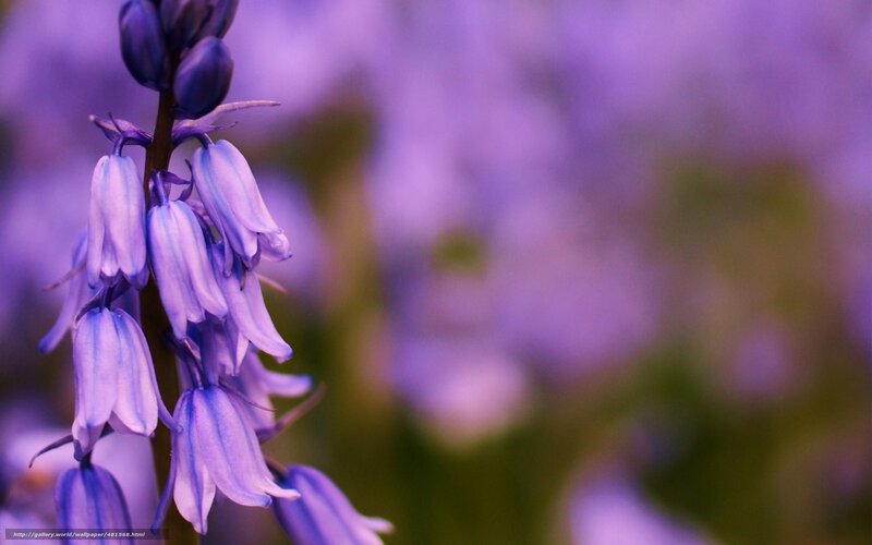Purple bell flowers in bloom