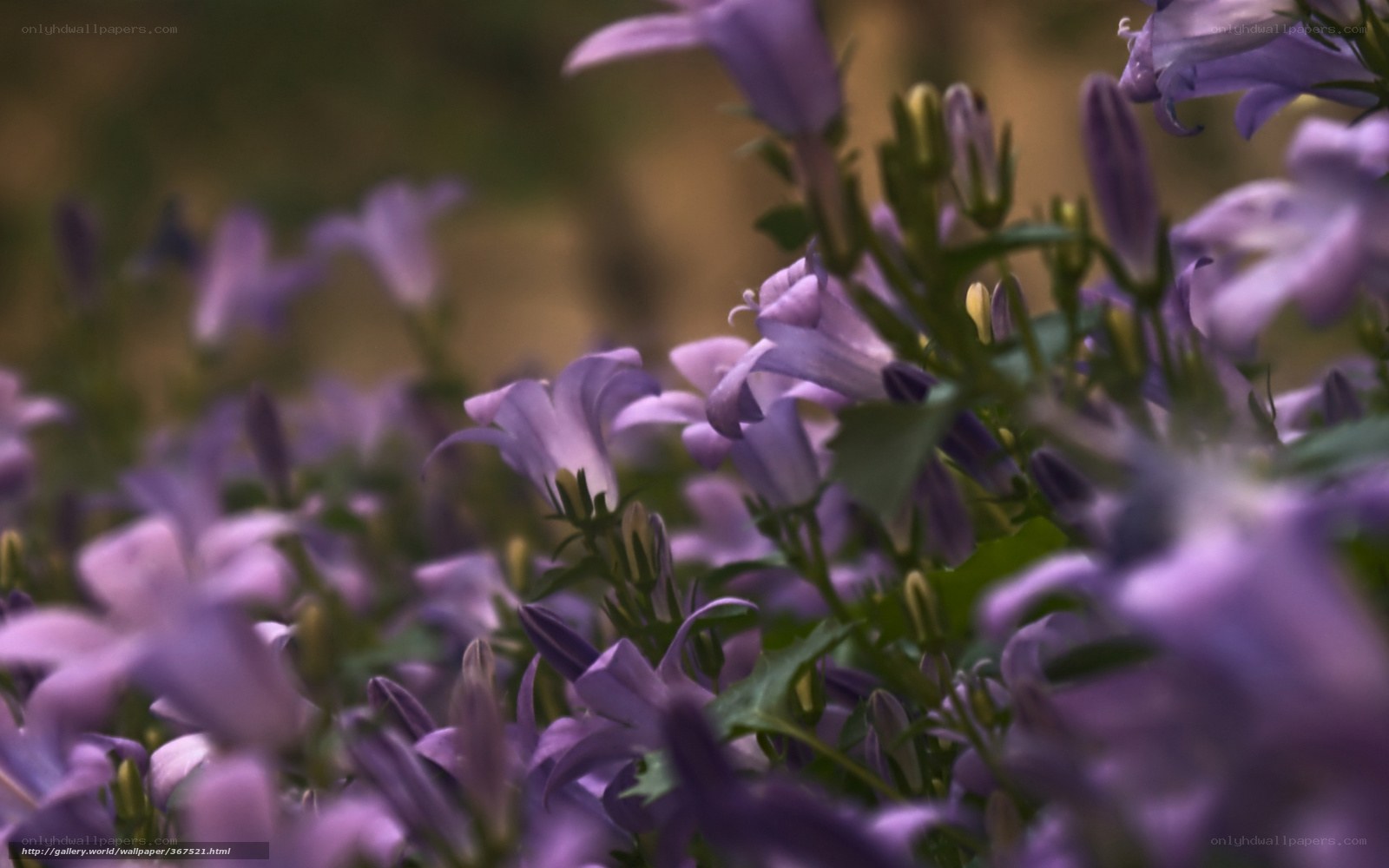 Purple bell flowers in bloom