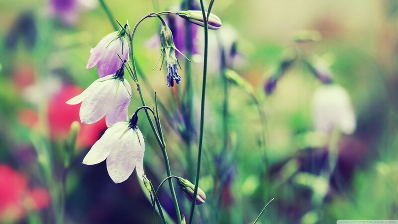Purple bell flowers in garden