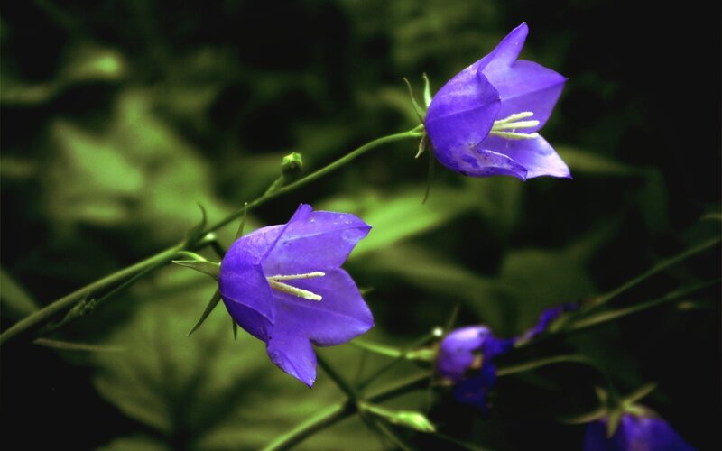 purple bell flowers in garden