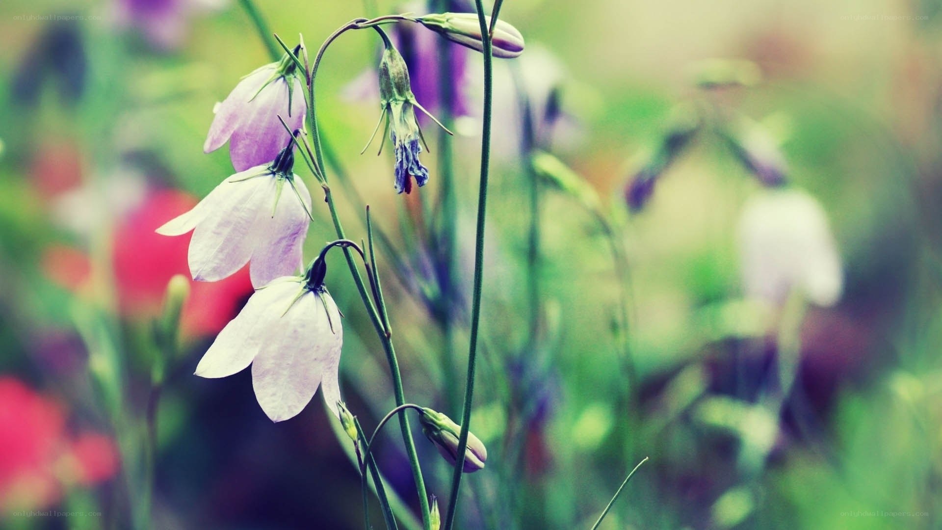 Purple bell flowers in garden
