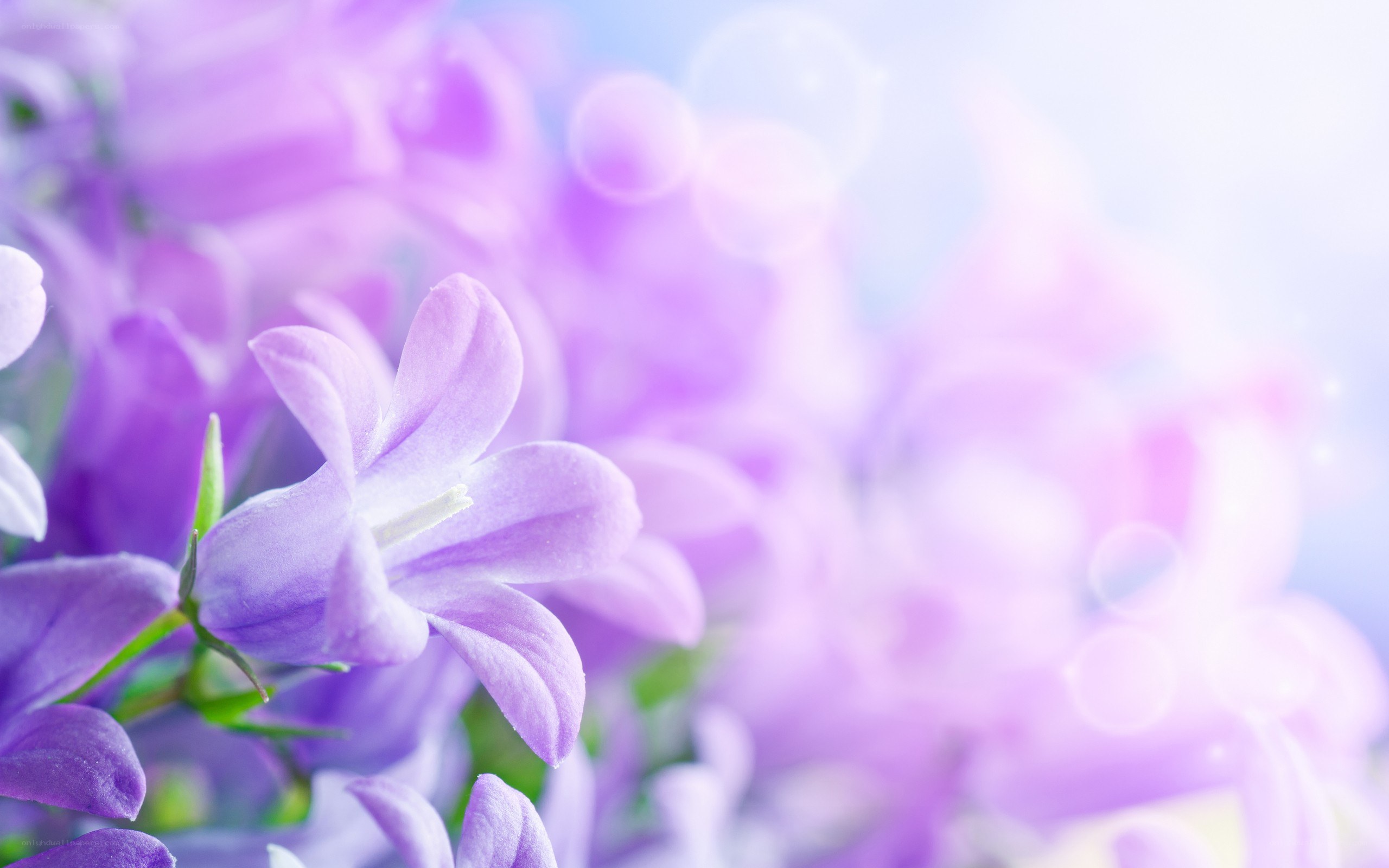 purple bell flowers in soft focus