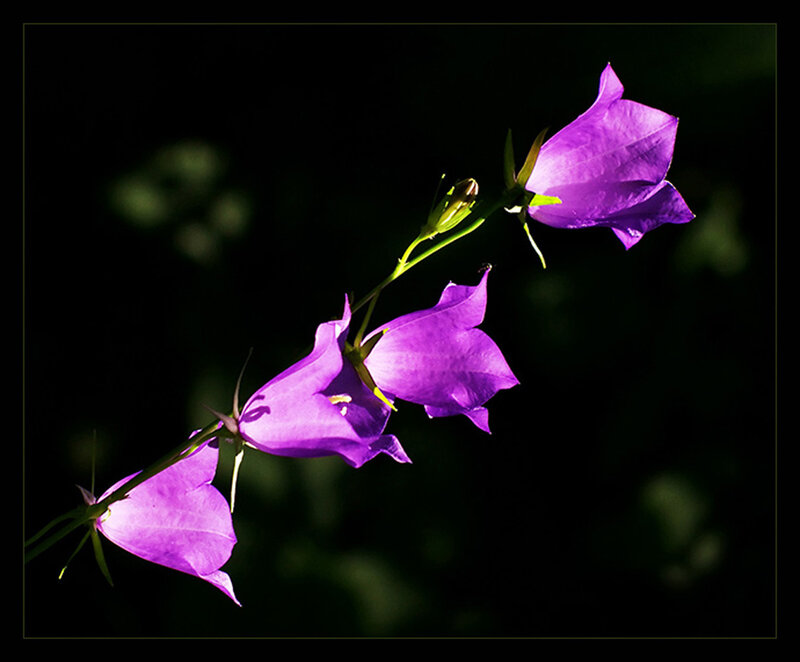 Purple bell flowers in sunlight