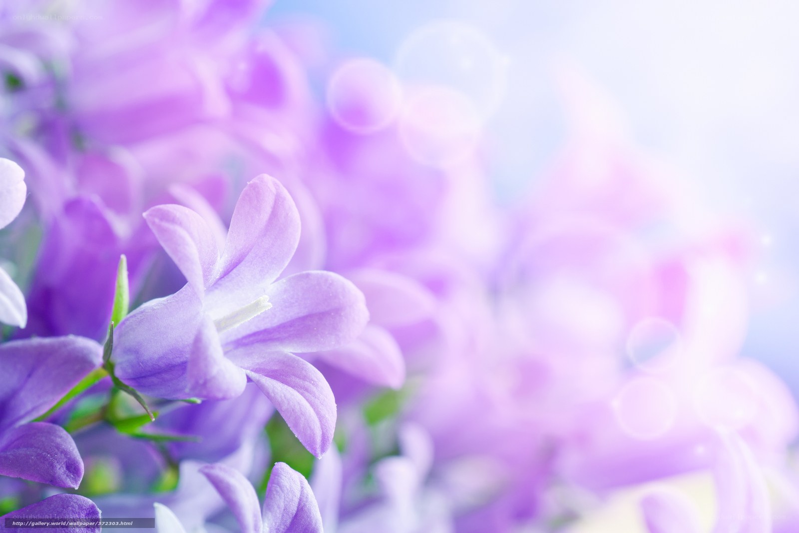 Purple bell flowers in sunlight