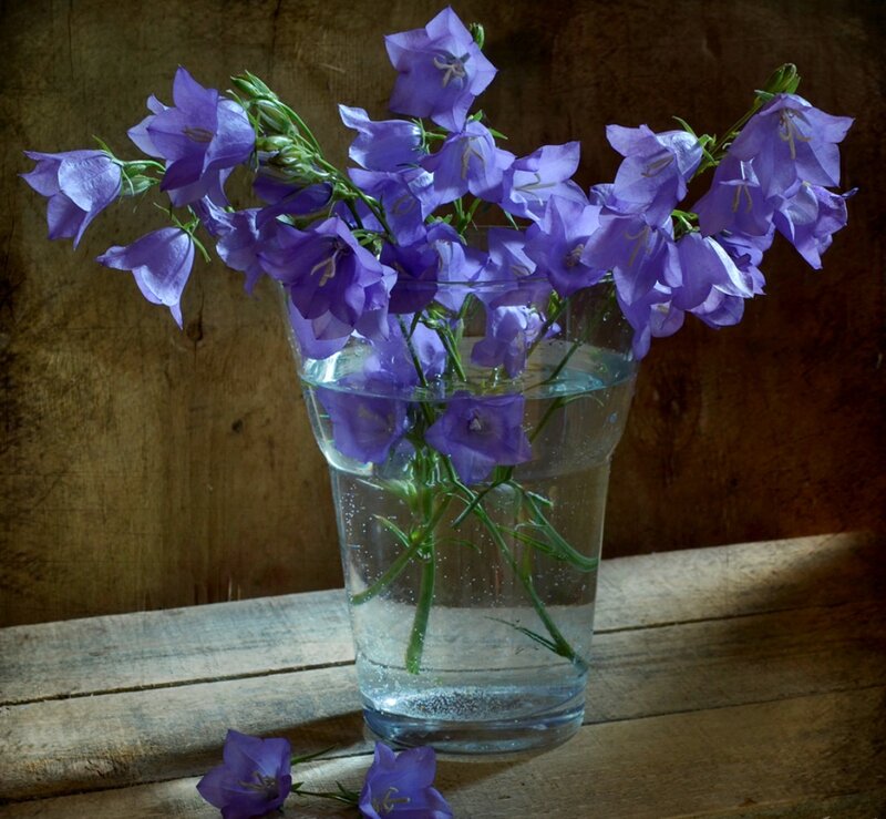 Purple Bell Flowers in Vase — Serene