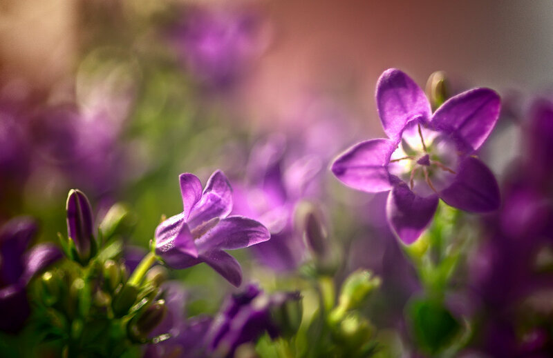 Purple Bell Flowers — Serene, Afternoon