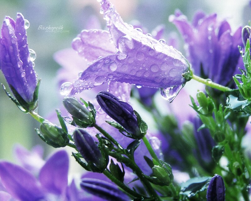 Purple Bell Flowers — Serene, Morning, Photograph, Buds